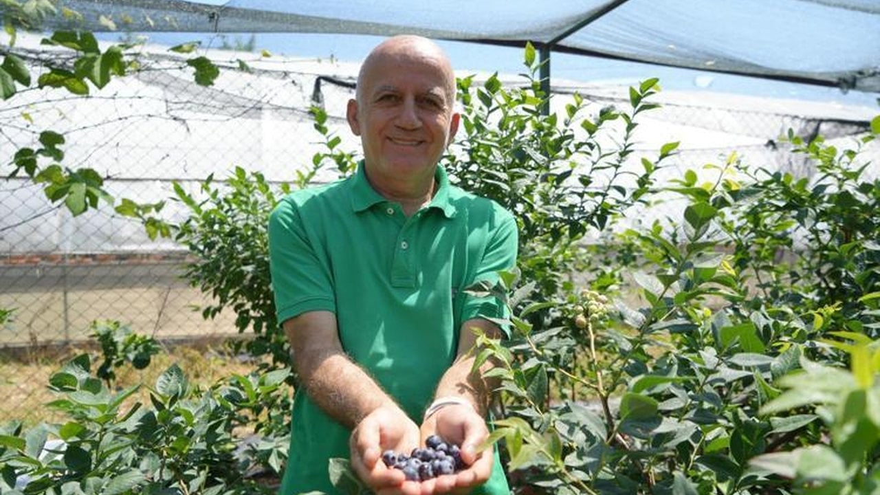 Foto - Çay ve fındığın tahtı sallanıyor: Kilogramı servet eden "mavi altın" Türkiye’yi sardı