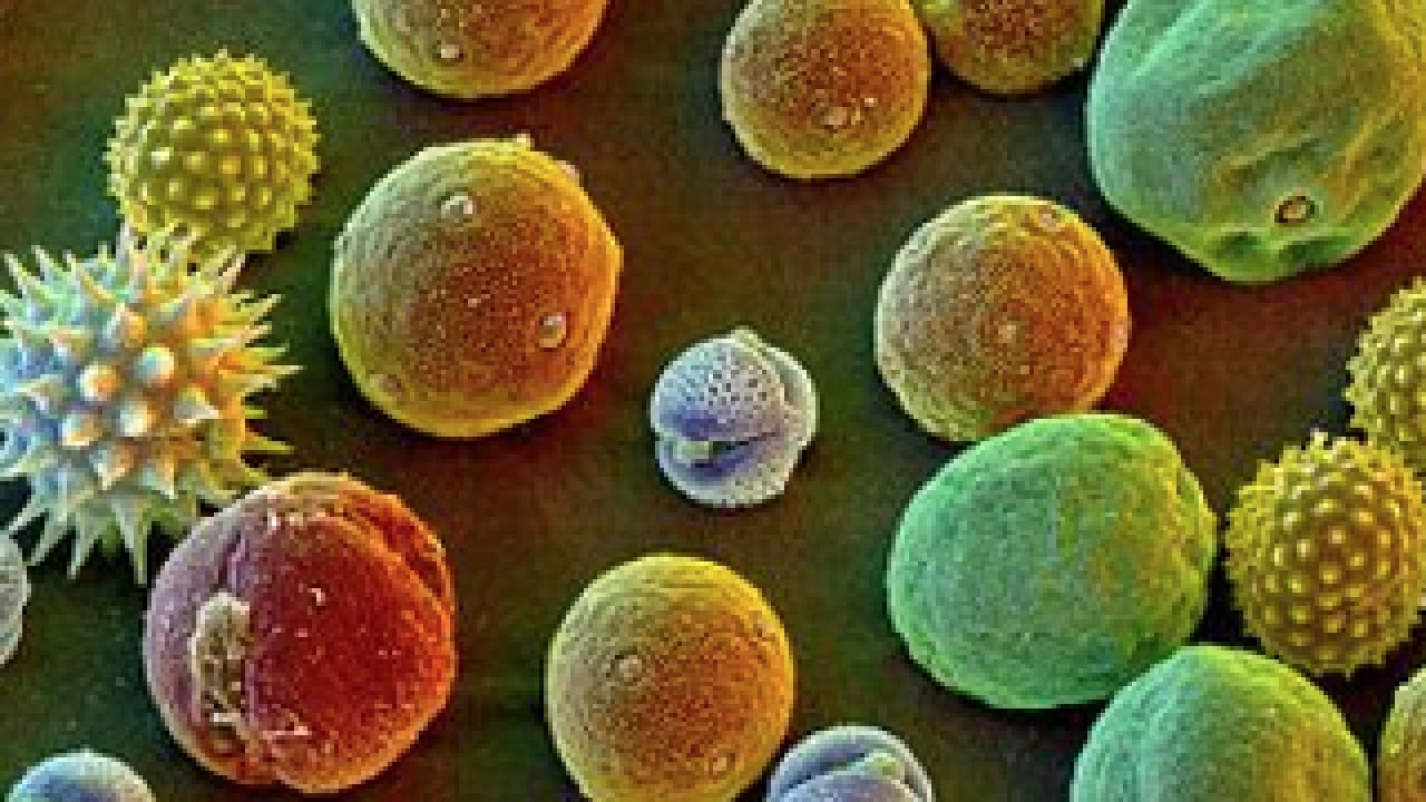 Foto - Çayır, çiçek ve ağaç polenlerinden muzdarip iseniz! Bu problem başa bela... 