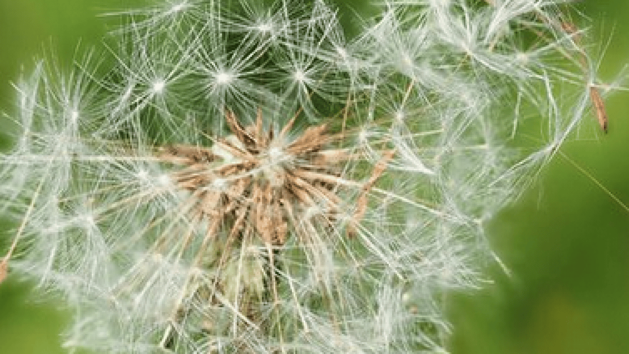 Foto - Çayır, çiçek ve ağaç polenlerinden muzdarip iseniz! Bu problem başa bela... 