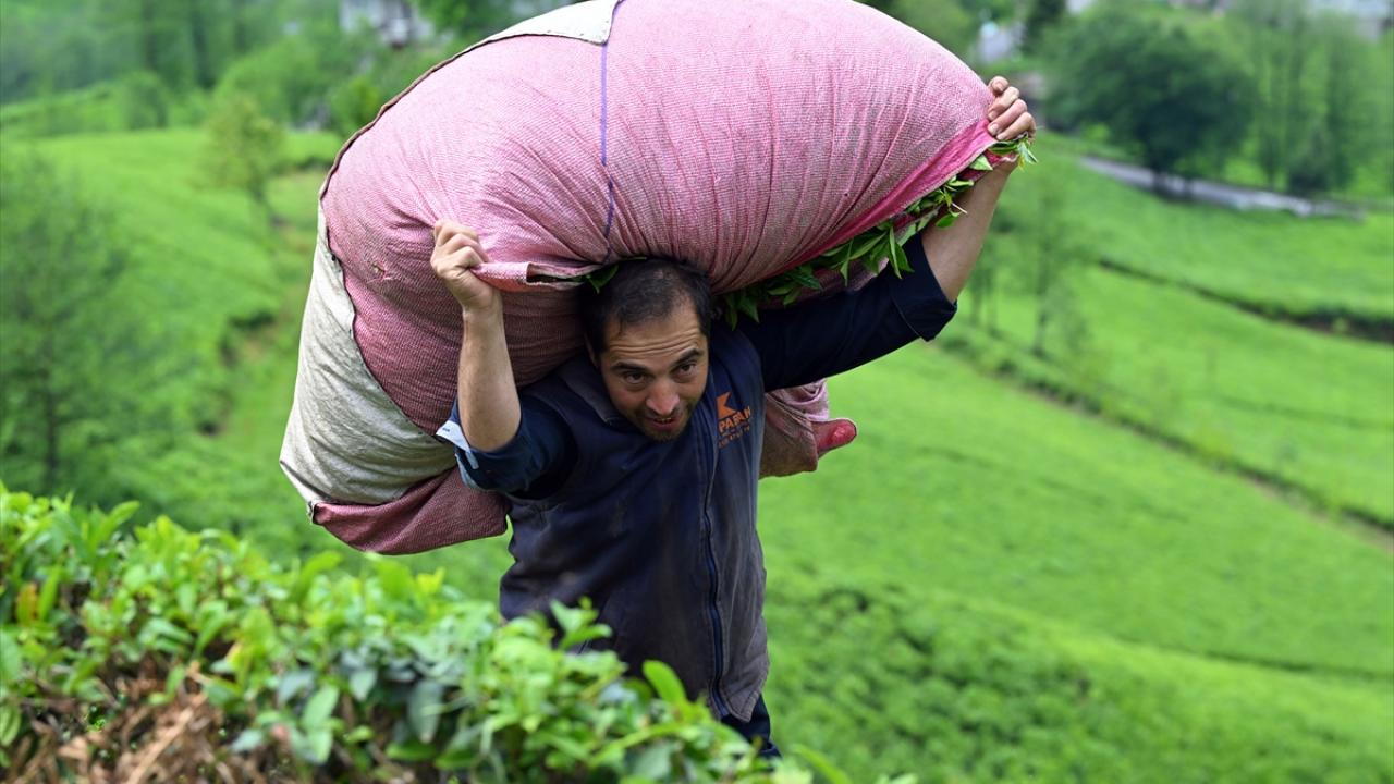 Foto - ÇAYKUR birinci sürgünde 259 bin ton yaş çay aldı! Şimdi gözler ikinci sürgünde 
