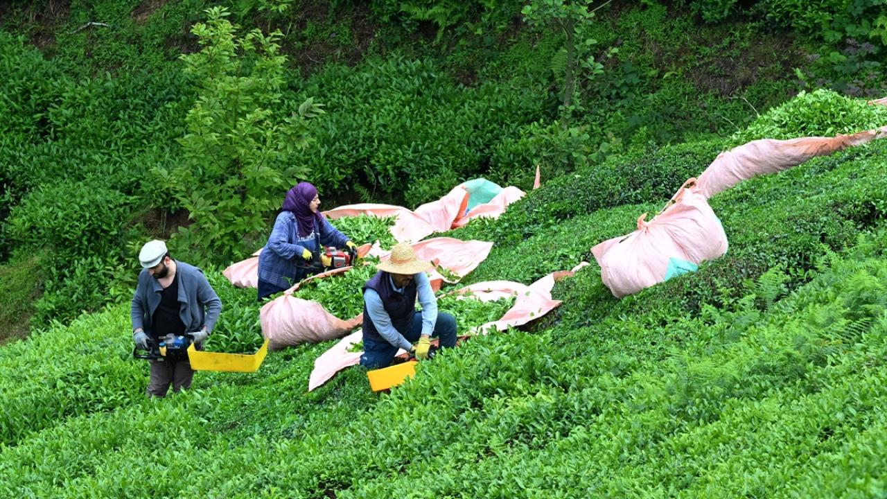 Foto - ÇAYKUR birinci sürgünde 259 bin ton yaş çay aldı! Şimdi gözler ikinci sürgünde 