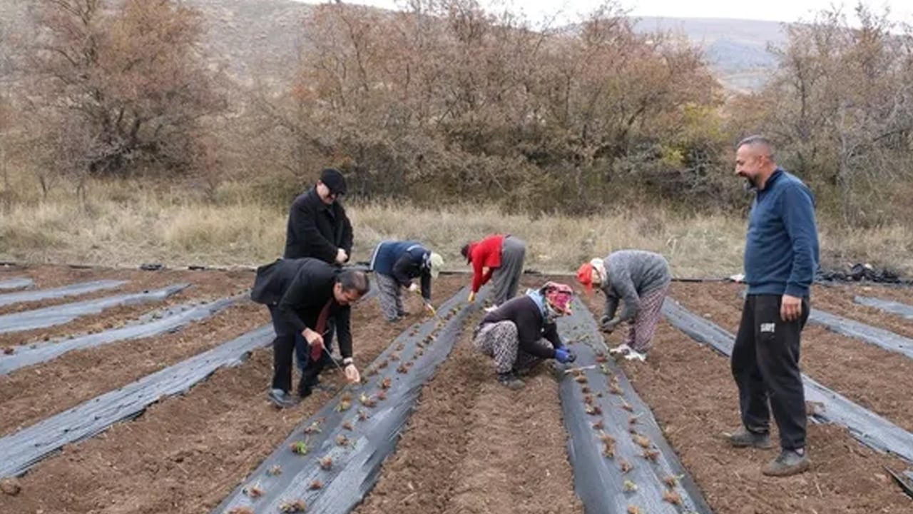 Foto - Çekirdeğini böyle tüketenler farkını görüyor... Sebze değil o meyve: Lif, vitamin ve antioksidan deposu
