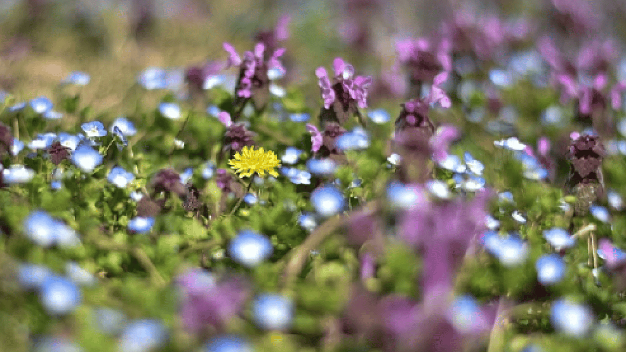 Foto - Cemre suya ne zaman düşecek? Baharın ikinci müjdecisi için tarih belli oldu