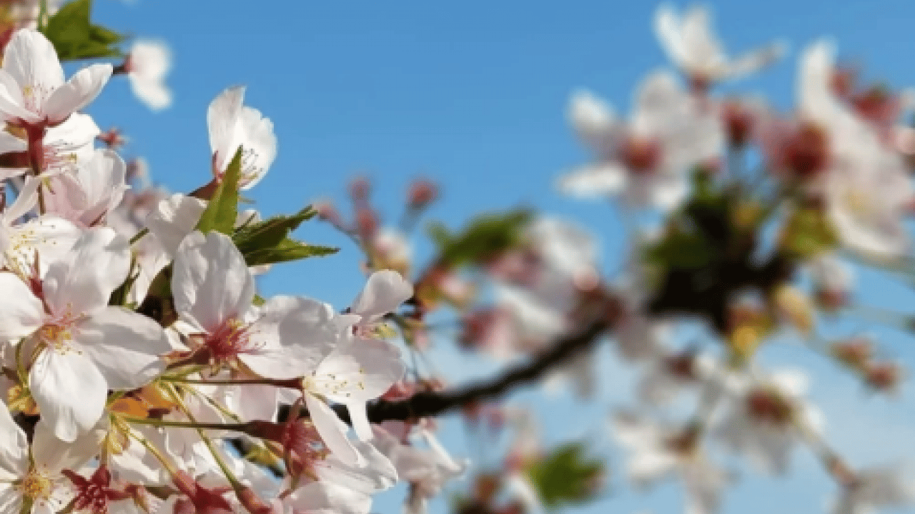 Foto - Cemre suya ne zaman düşecek? Baharın ikinci müjdecisi için tarih belli oldu