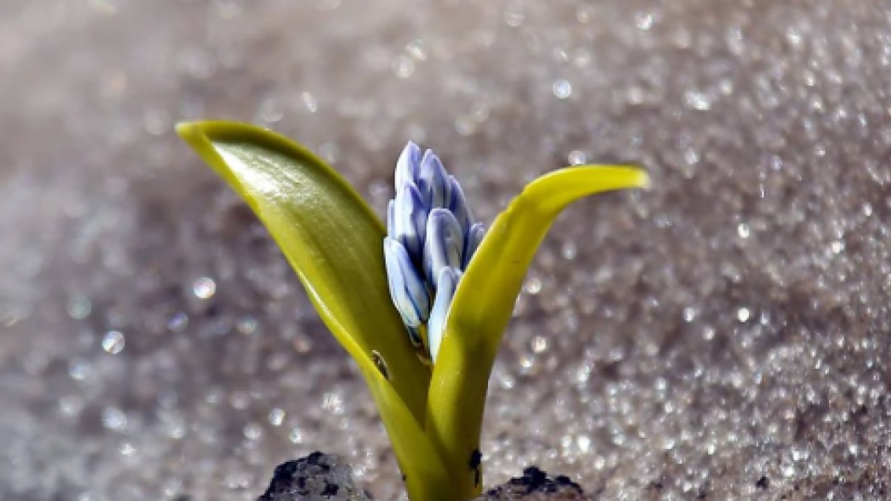 Foto - Cemre suya ne zaman düşecek? Baharın ikinci müjdecisi için tarih belli oldu