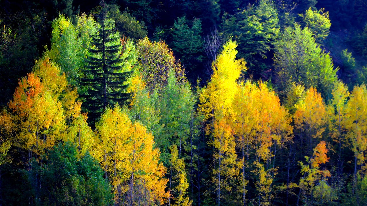 Foto - Cennetten bir köşe: Şavşat sonbaharda kartpostala döndü