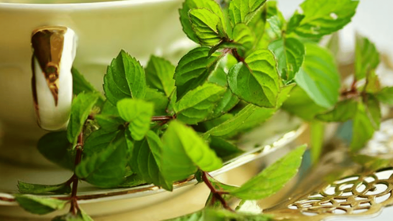 Foto - Çeşitli basit hastalıklarda bitki çaylarını dozunda kullanın: Uzmanı uyardı! Önlemi alın diyor