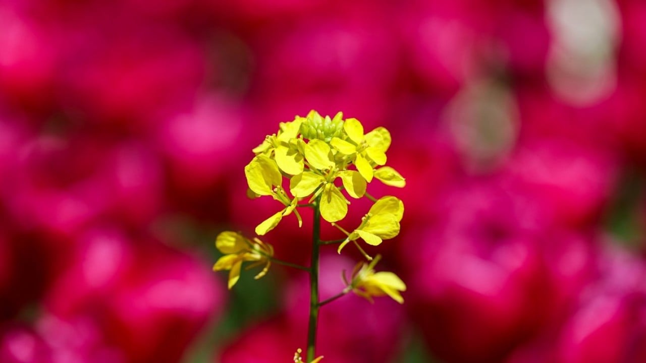 Foto - Çeşitli türde 1000 bitki yer alıyor! Botanik Bahçesi'nde ilkbahar renkleri hakim oldu