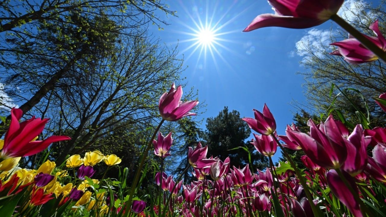 Foto - Çeşitli türde 1000 bitki yer alıyor! Botanik Bahçesi'nde ilkbahar renkleri hakim oldu