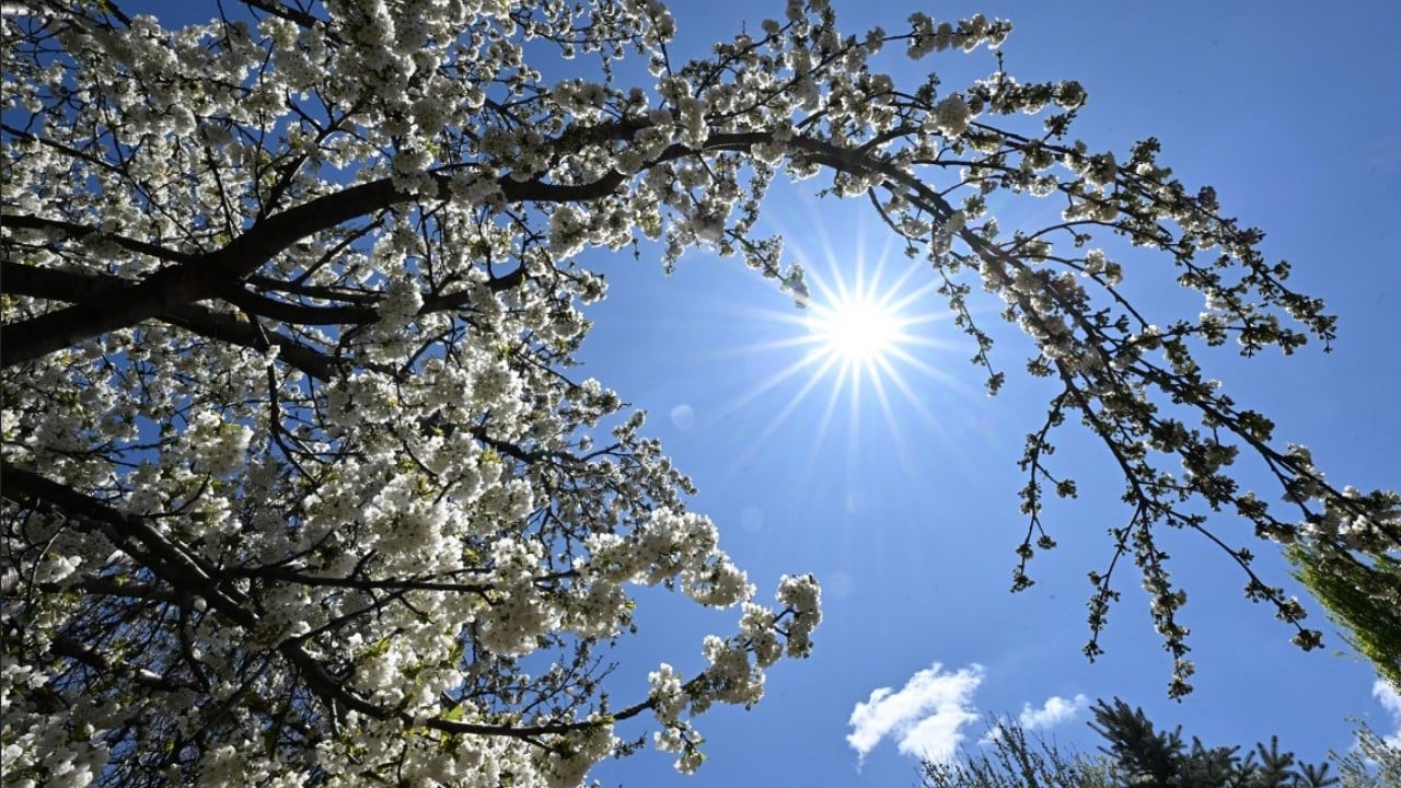 Foto - Çeşitli türde 1000 bitki yer alıyor! Botanik Bahçesi'nde ilkbahar renkleri hakim oldu