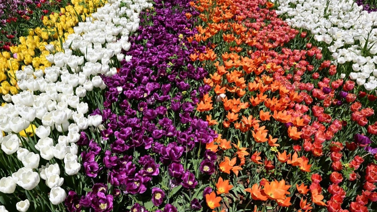 Foto - Çeşitli türde 1000 bitki yer alıyor! Botanik Bahçesi'nde ilkbahar renkleri hakim oldu