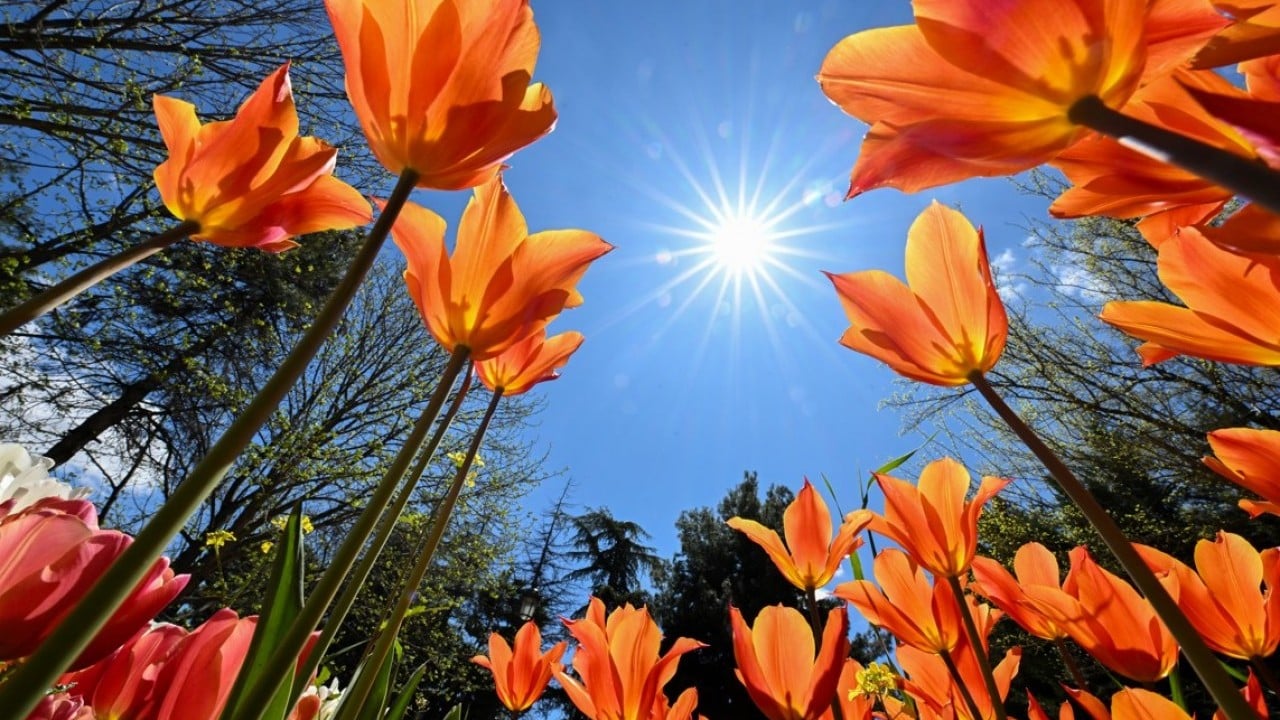 Foto - Çeşitli türde 1000 bitki yer alıyor! Botanik Bahçesi'nde ilkbahar renkleri hakim oldu