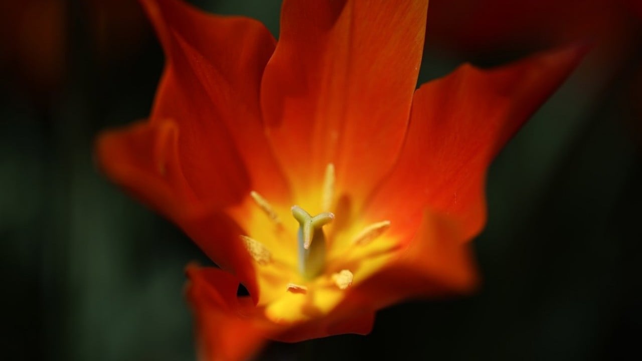 Foto - Çeşitli türde 1000 bitki yer alıyor! Botanik Bahçesi'nde ilkbahar renkleri hakim oldu