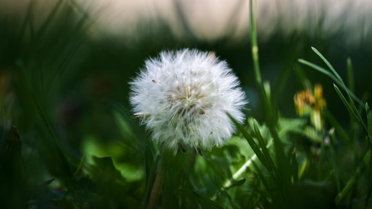 Foto - Çeşitli türde 1000 bitki yer alıyor! Botanik Bahçesi'nde ilkbahar renkleri hakim oldu