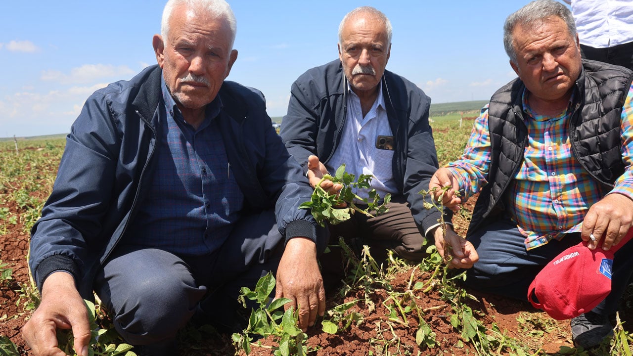 Foto - Ceviz büyüklüğünde dolu tarlaları vurdu! Hasada günler kala büyük zarar