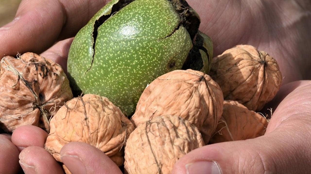 Foto - Ceviz hasadı Denizli'de başladı: Denizli Valisi hem temsili ceviz topladı hem de açıklamalarda bulundu