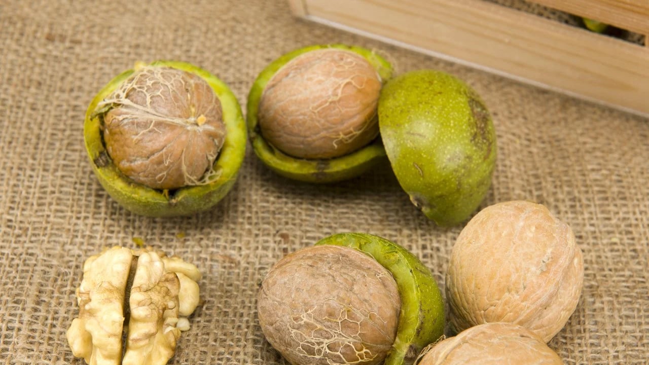 Foto - Ceviz hasadı Denizli'de başladı: Denizli Valisi hem temsili ceviz topladı hem de açıklamalarda bulundu