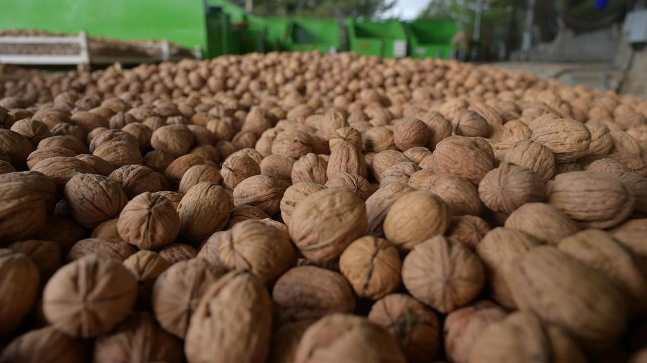 Ceviz hasadı Denizli'de başladı: Denizli Valisi hem temsili ceviz topladı hem de açıklamalarda bulundu