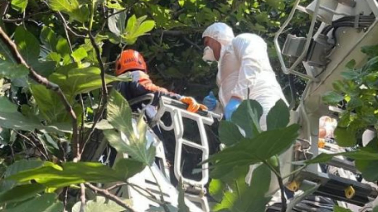 Çevredeki koku acı gerçeği ortaya çıkardı! Ağaca asılı ceset bulundu