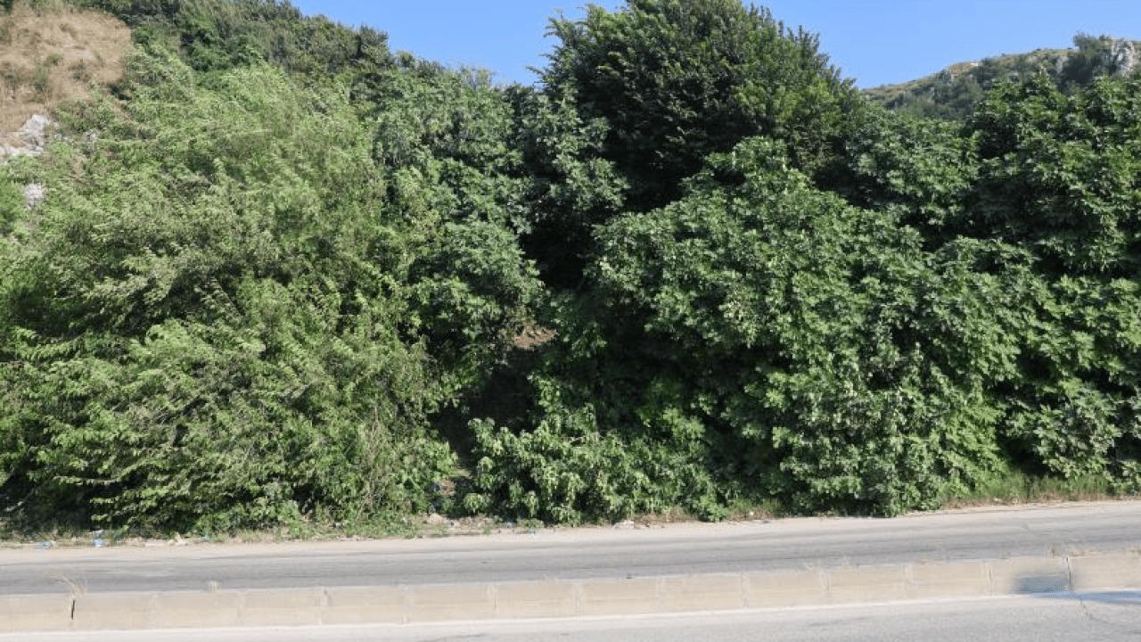 Foto - Çevredeki koku acı gerçeği ortaya çıkardı! Ağaca asılı ceset bulundu