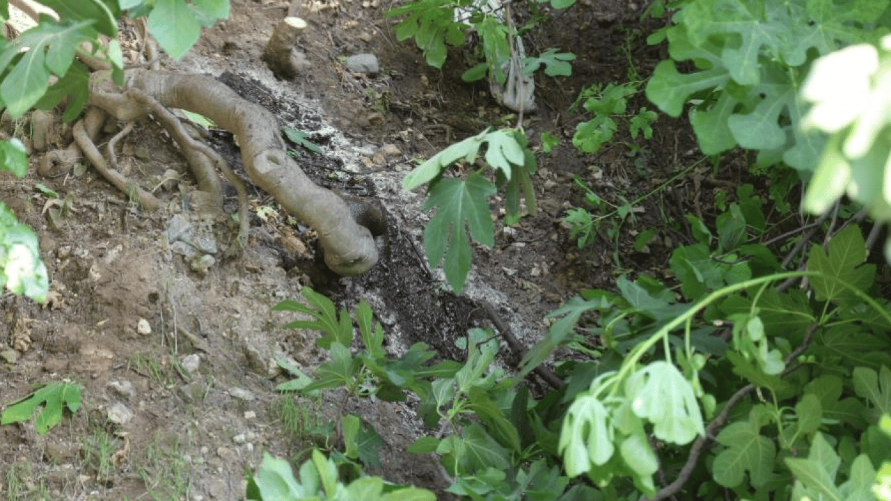 Foto - Çevredeki koku acı gerçeği ortaya çıkardı! Ağaca asılı ceset bulundu
