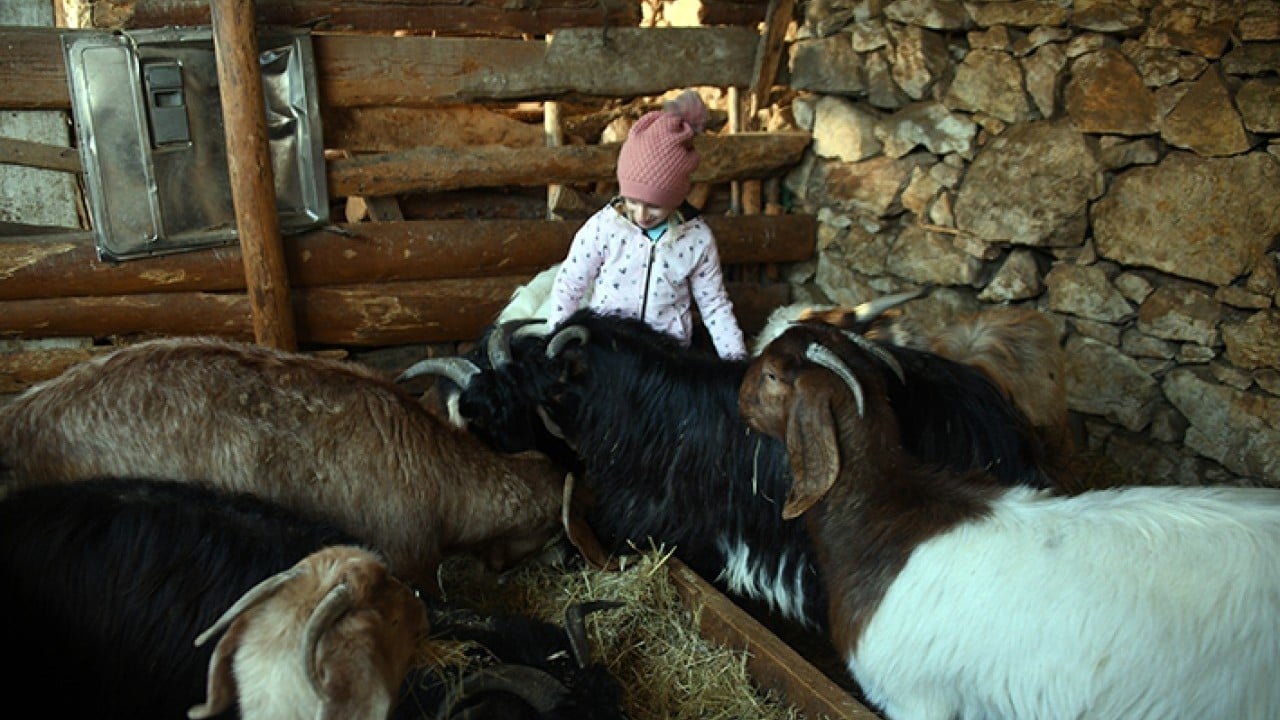 Foto - Ceyda'nın en yakın dostları keçileri