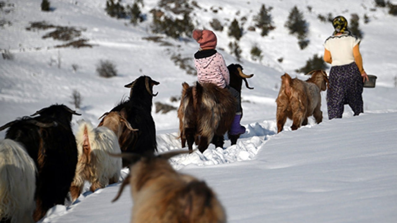 Foto - Ceyda'nın en yakın dostları keçileri