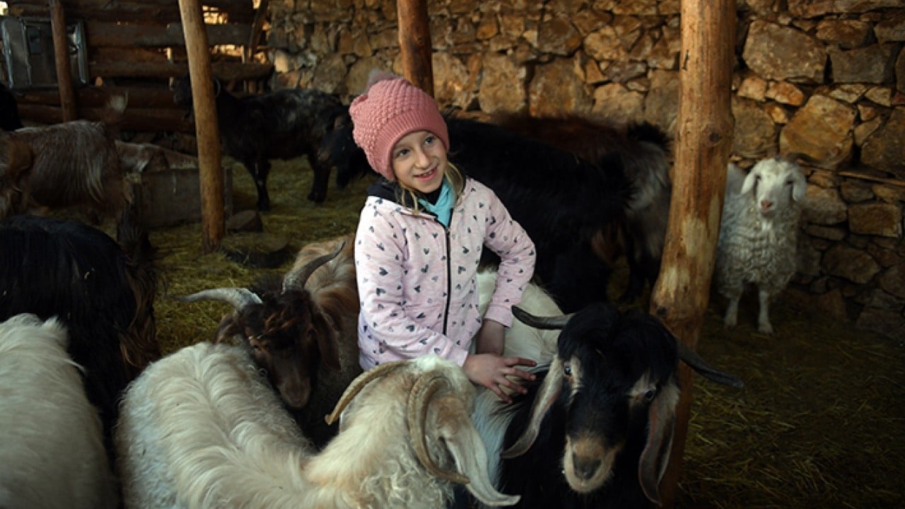 Foto - Ceyda'nın en yakın dostları keçileri