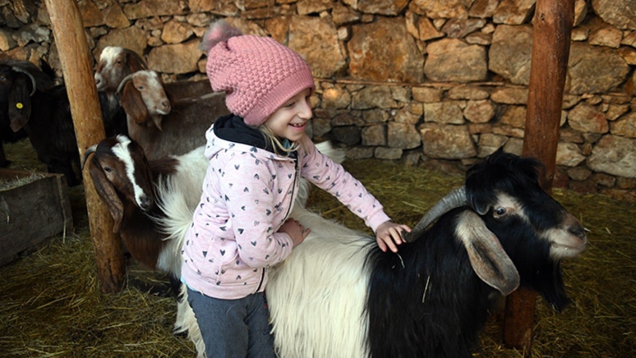 Foto - Ceyda'nın en yakın dostları keçileri