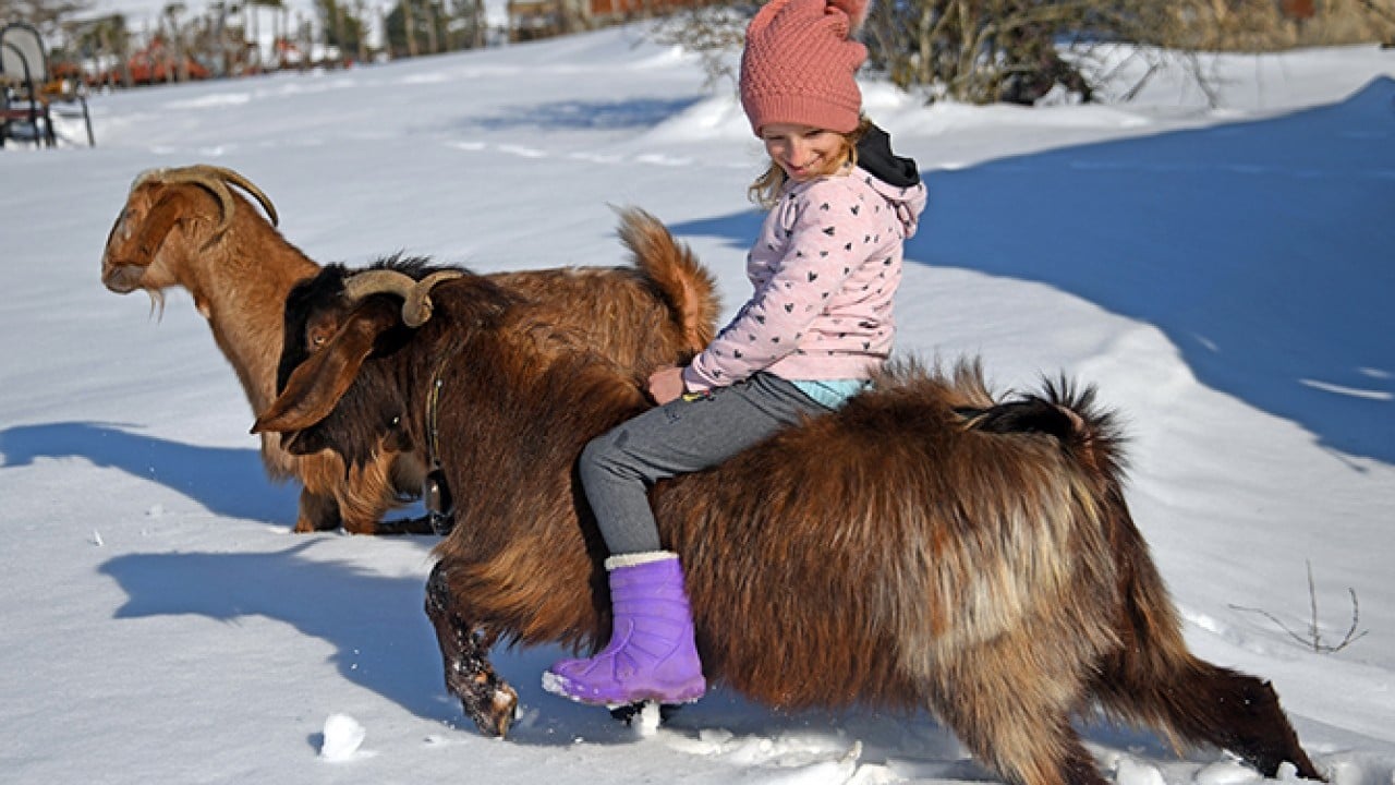 Ceyda'nın en yakın dostları keçileri