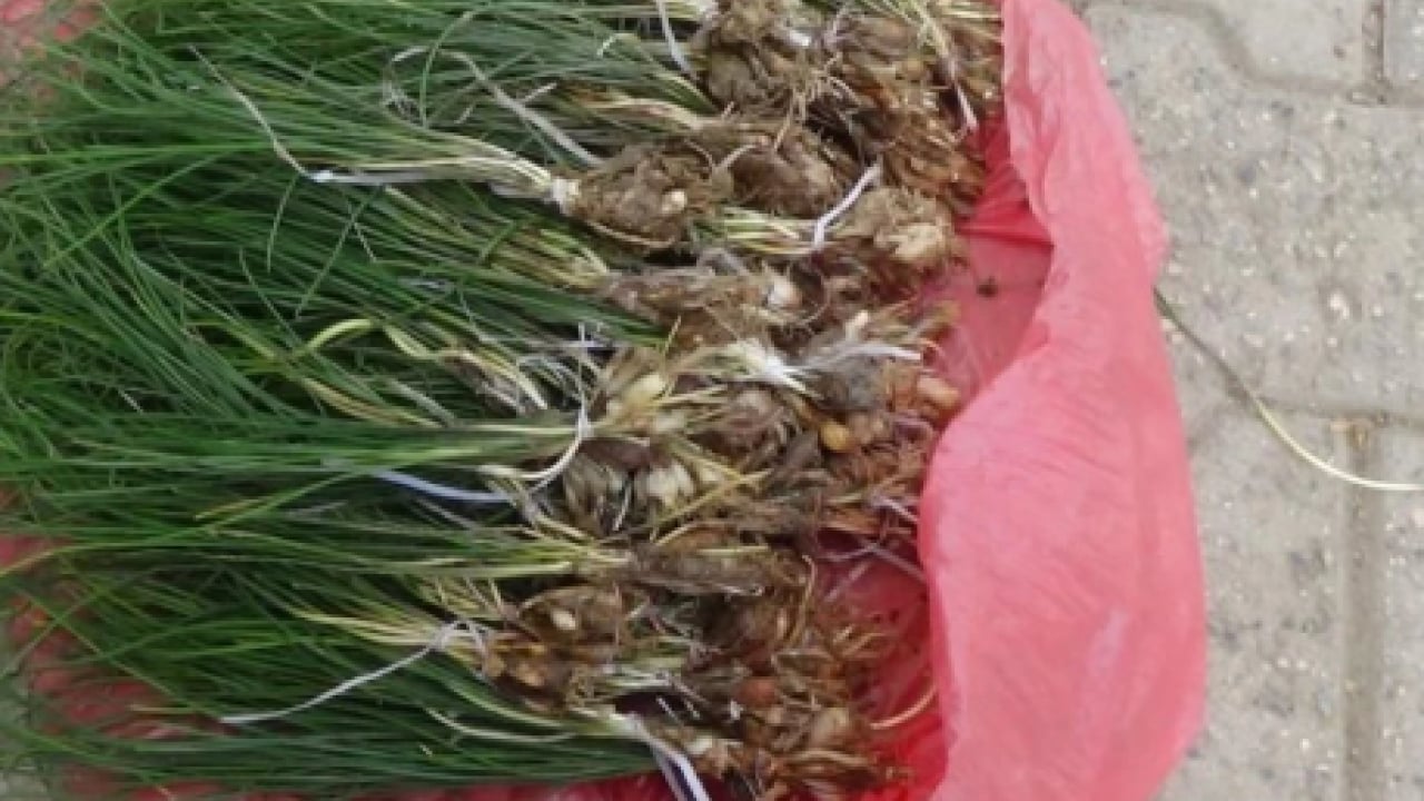 Foto - Çeyrek altını solladı: Kilosu 15 bin liraya ulaştı!