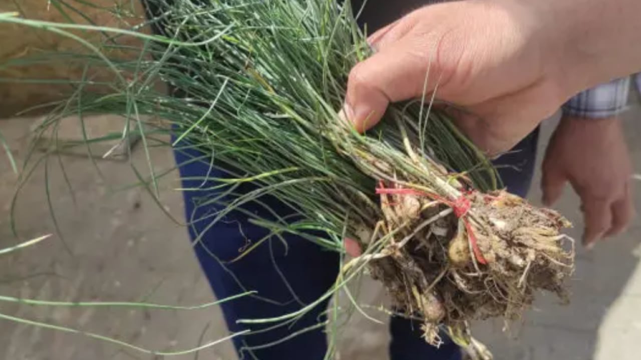 Çeyrek altını solladı: Kilosu 15 bin liraya ulaştı!