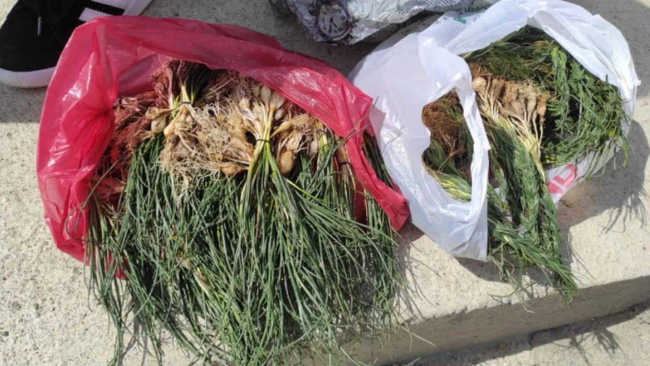 Foto - Çeyrek altını solladı: Kilosu 15 bin liraya ulaştı!