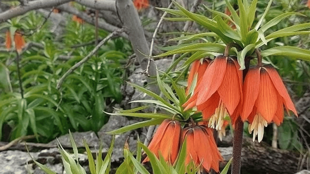 Foto - Cezası dudak uçuklatıyor! Bu çiçeği koparan yandı