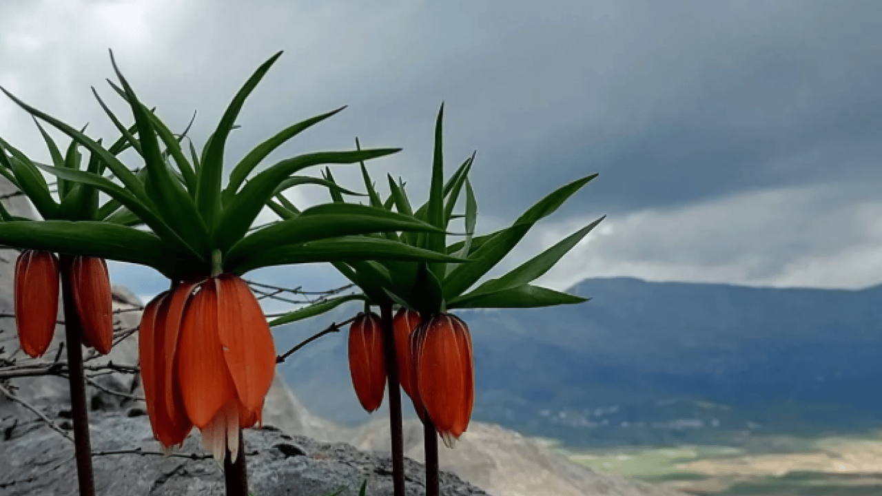 Foto - Cezası dudak uçuklatıyor! Bu çiçeği koparan yandı
