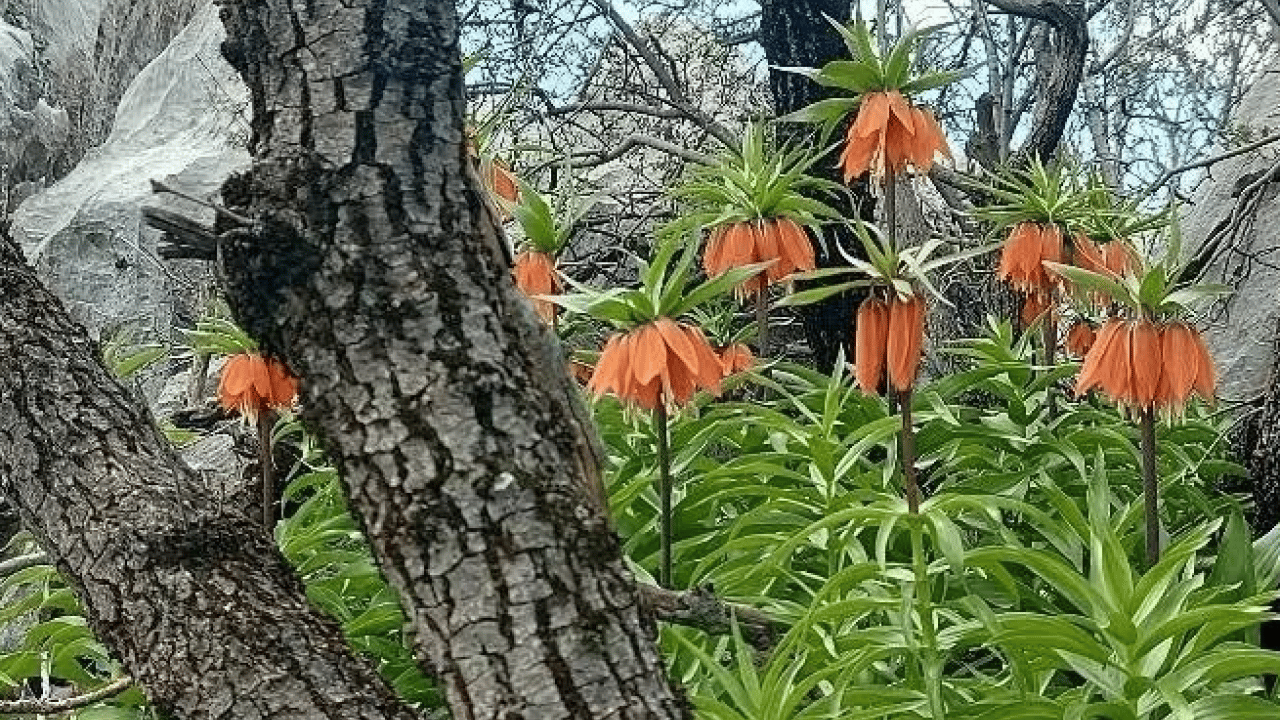 Foto - Cezası dudak uçuklatıyor! Bu çiçeği koparan yandı