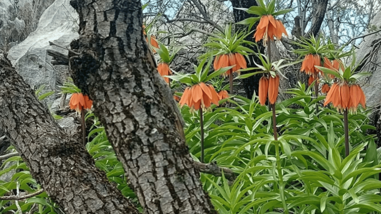 Cezası dudak uçuklatıyor! Bu çiçeği koparan yandı