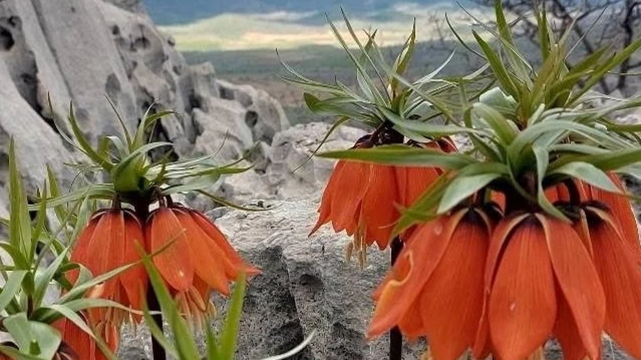 Foto - Cezası dudak uçuklatıyor! Bu çiçeği koparan yandı