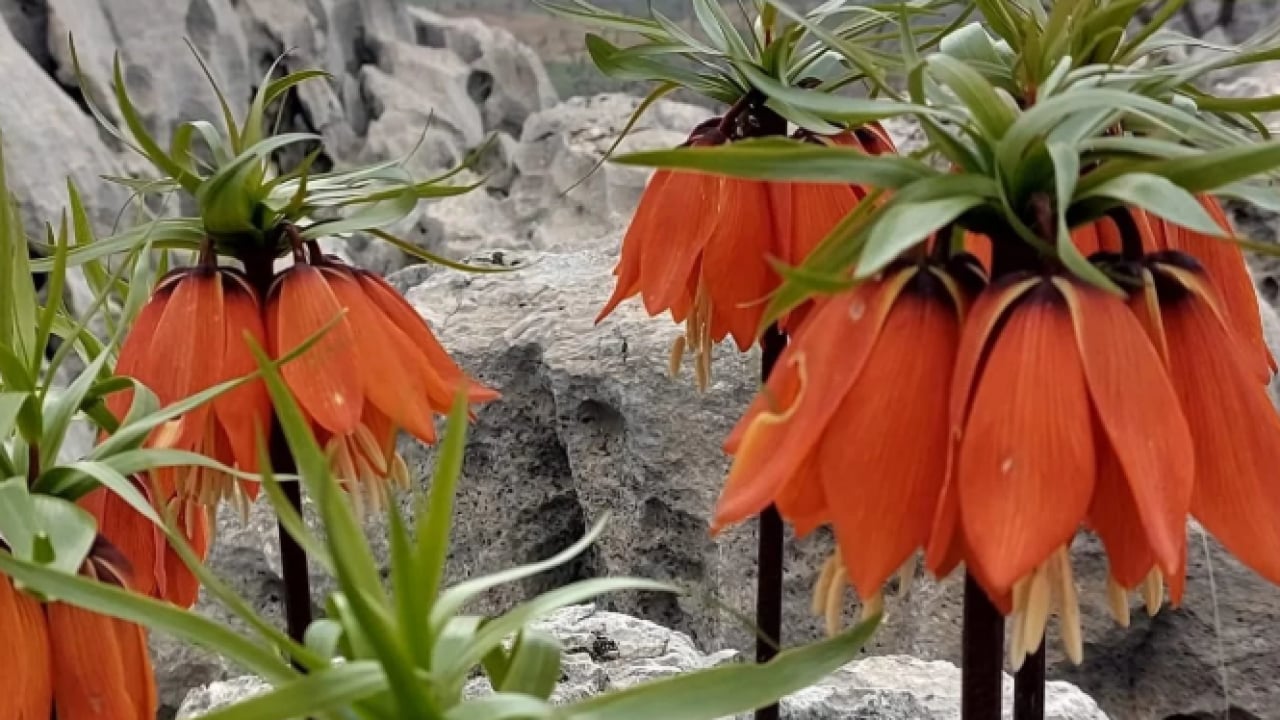 Foto - Cezası dudak uçuklatıyor! Bu çiçeği koparan yandı