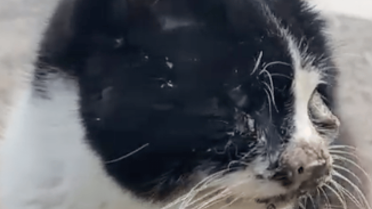 Foto - CHP hayvanlarda bile ayrım yapıyor: CHP’lilerin hayvanseverliği sözde kaldı