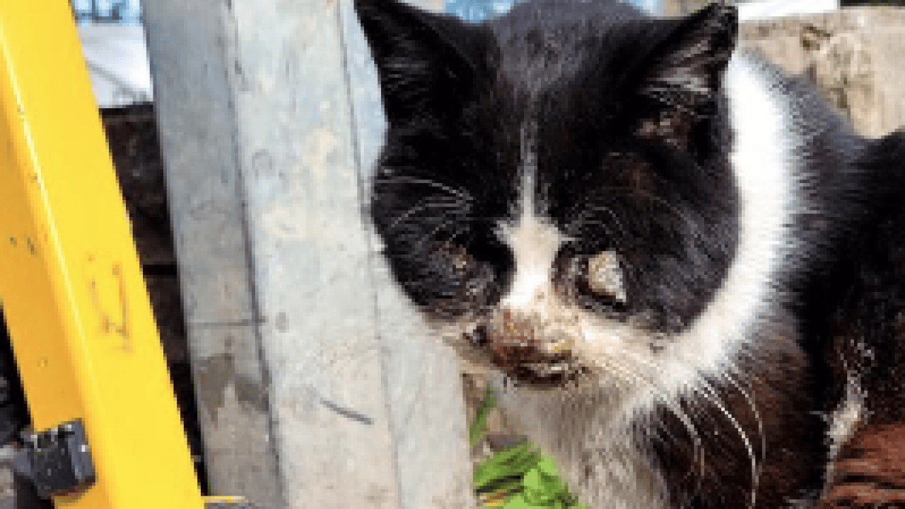 Foto - CHP hayvanlarda bile ayrım yapıyor: CHP’lilerin hayvanseverliği sözde kaldı