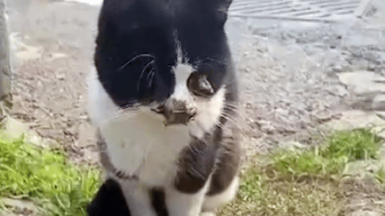 CHP hayvanlarda bile ayrım yapıyor: CHP’lilerin hayvanseverliği sözde kaldı