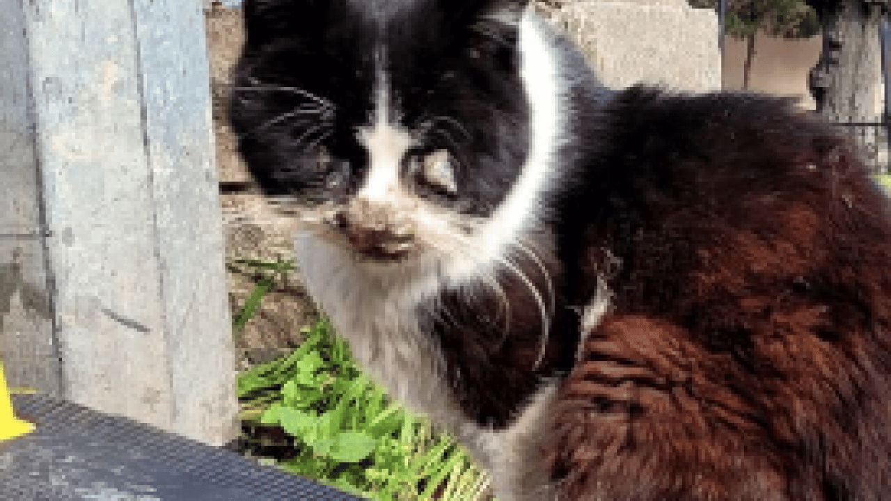 Foto - CHP hayvanlarda bile ayrım yapıyor: CHP’lilerin hayvanseverliği sözde kaldı