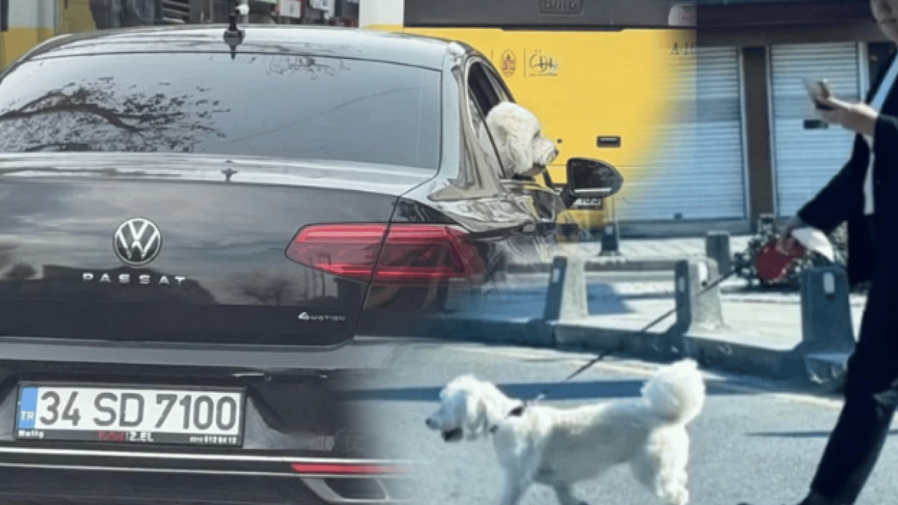 Foto - CHP hayvanlarda bile ayrım yapıyor: CHP’lilerin hayvanseverliği sözde kaldı