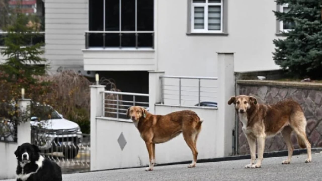 Foto - CHP’den köpeklere dokunulmazlık teklifi: ‘Kısırlaştırıp salın sokaklara!