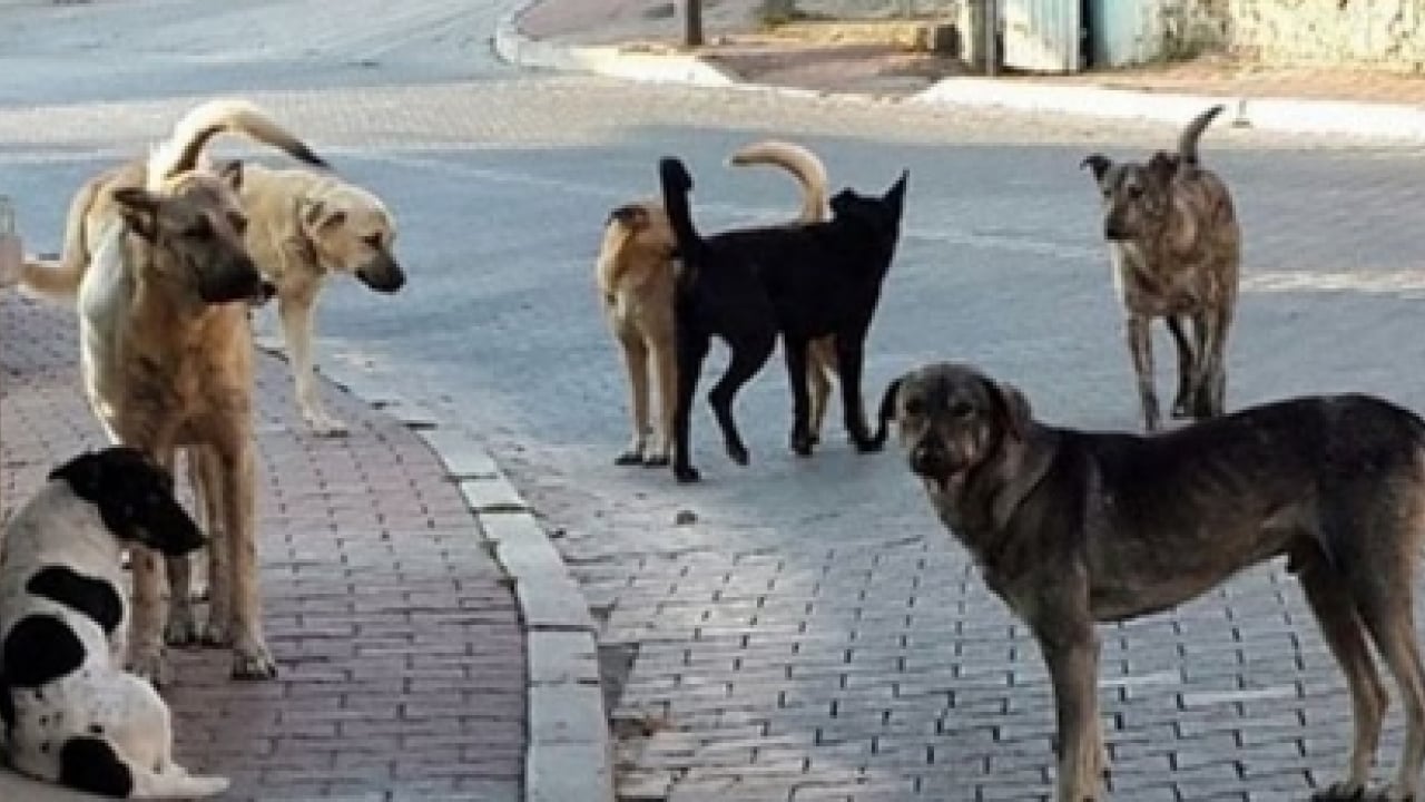 Foto - CHP’den köpeklere dokunulmazlık teklifi: ‘Kısırlaştırıp salın sokaklara!
