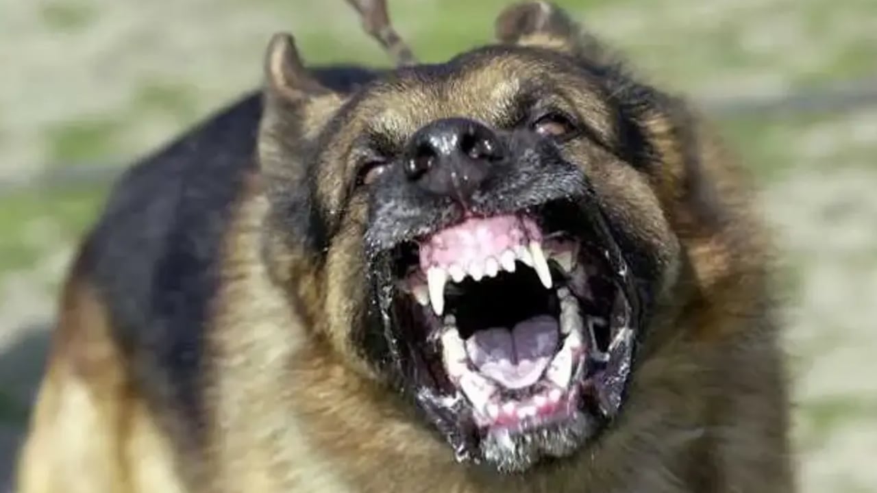 Foto - CHP’den köpeklere dokunulmazlık teklifi: ‘Kısırlaştırıp salın sokaklara!