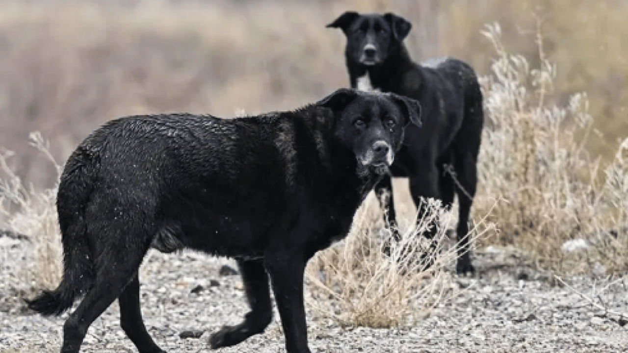 Foto - CHP’den köpeklere dokunulmazlık teklifi: ‘Kısırlaştırıp salın sokaklara!