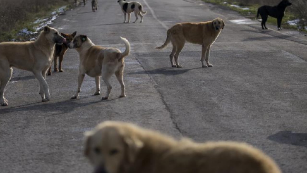 Foto - CHP’den köpeklere dokunulmazlık teklifi: ‘Kısırlaştırıp salın sokaklara!