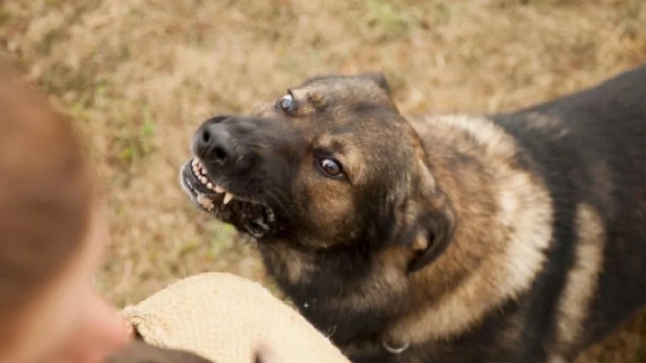 Foto - CHP’den köpeklere dokunulmazlık teklifi: ‘Kısırlaştırıp salın sokaklara!